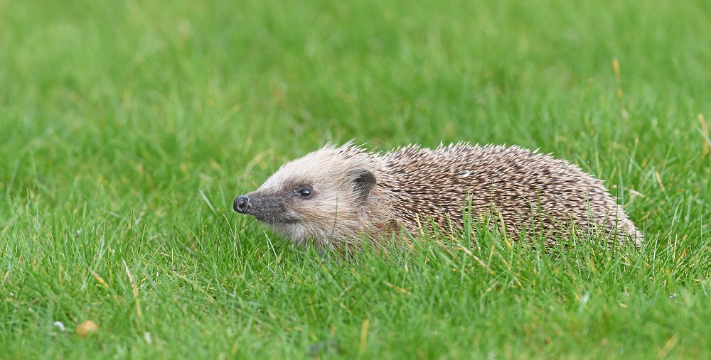 DSC_1121 - Copie.jpg