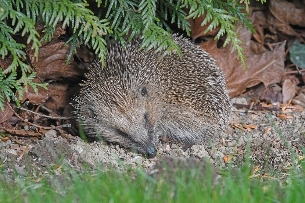 DSC_1171 - Copie.jpg