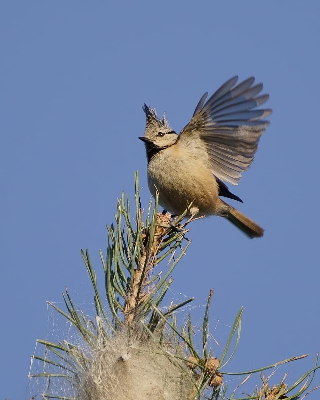 mésange_huppée_Villepinte_26Janv2021_2.jpg