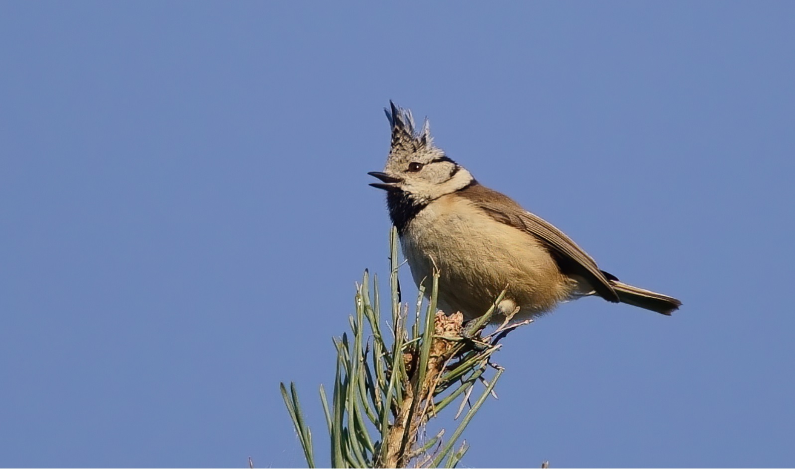 mésange_huppée_Villepinte_26Janv2021.jpg