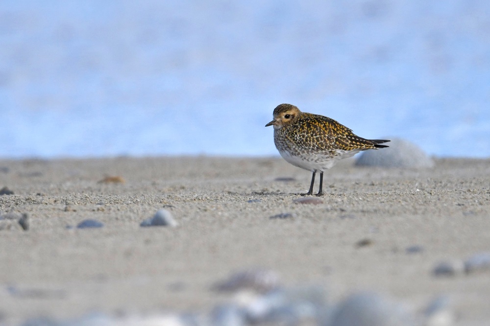 DSC_2504 (2) - Copie.jpg