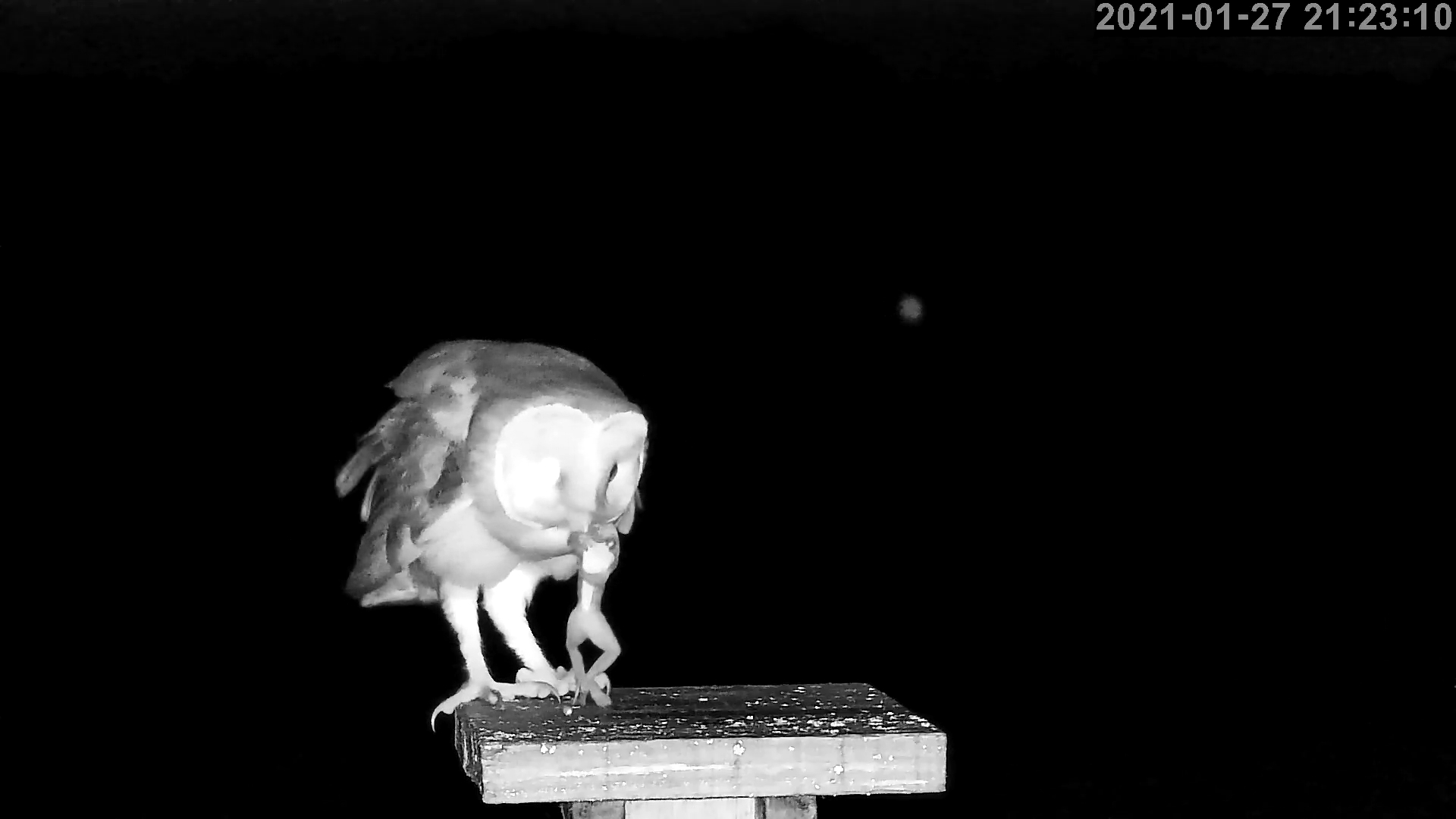 effraie 27 01 2021.jpg