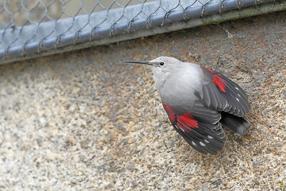 _DSC6907 - Copie.jpg