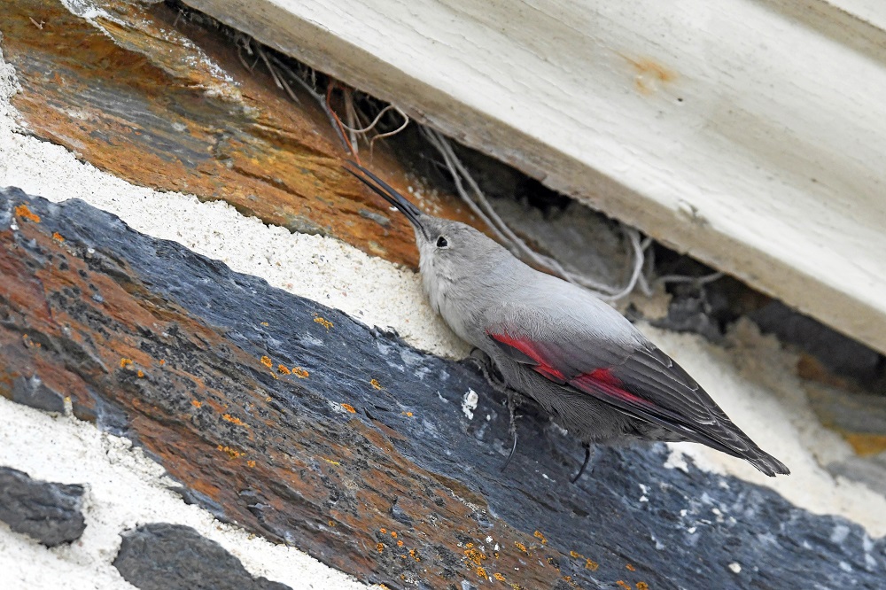 _DSC6491 - Copie.jpg