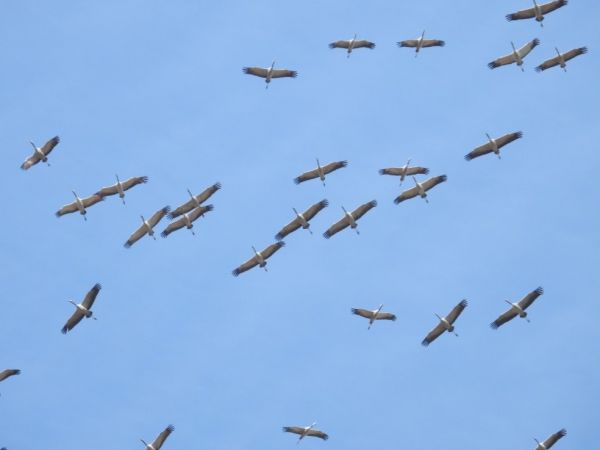 grues 1.jpg