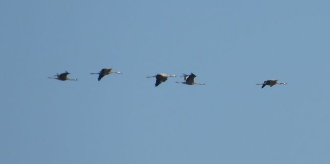 grues 3.jpg