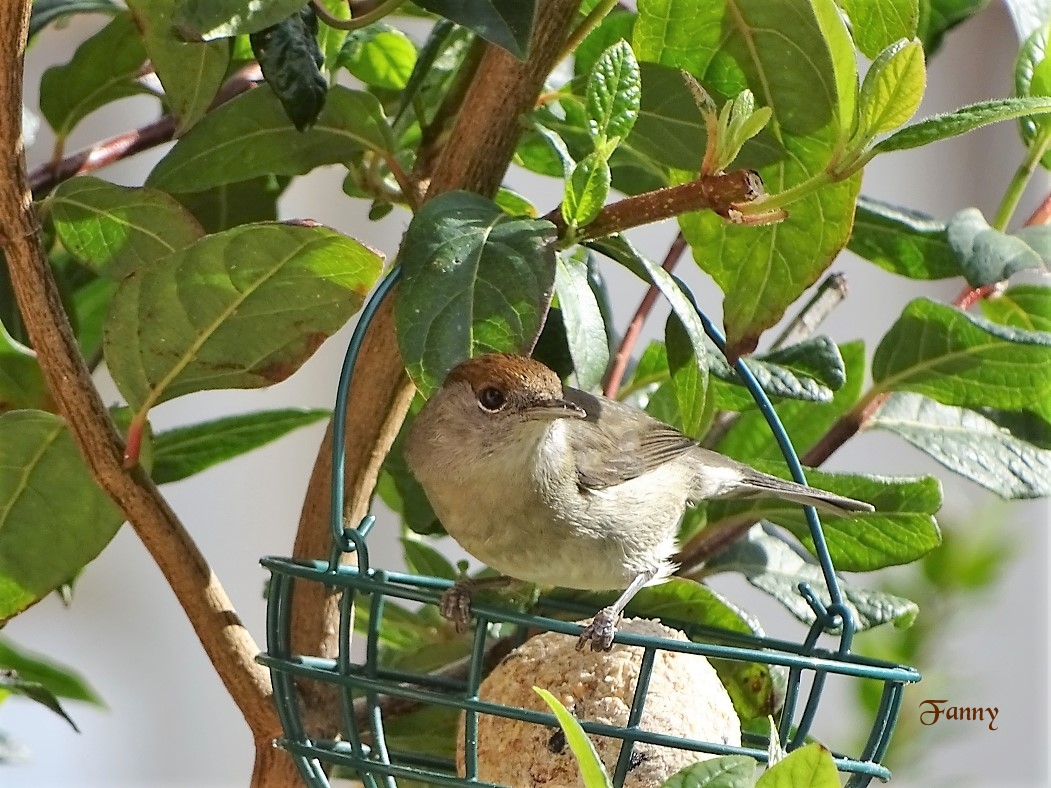 Copie Signée DSC05650.jpg