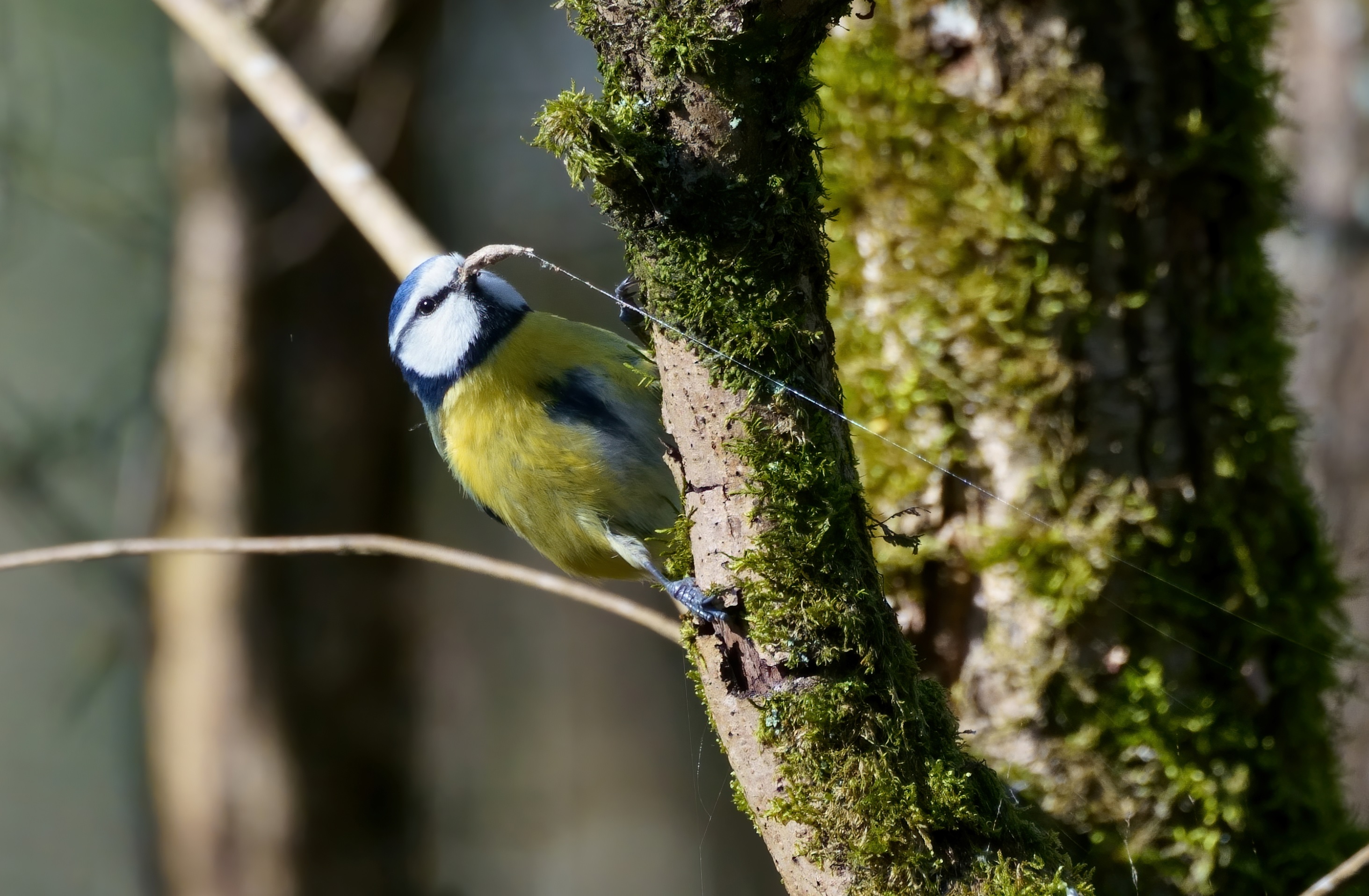 mésange_bleue_Pally_26Fev2021_ar.jpg