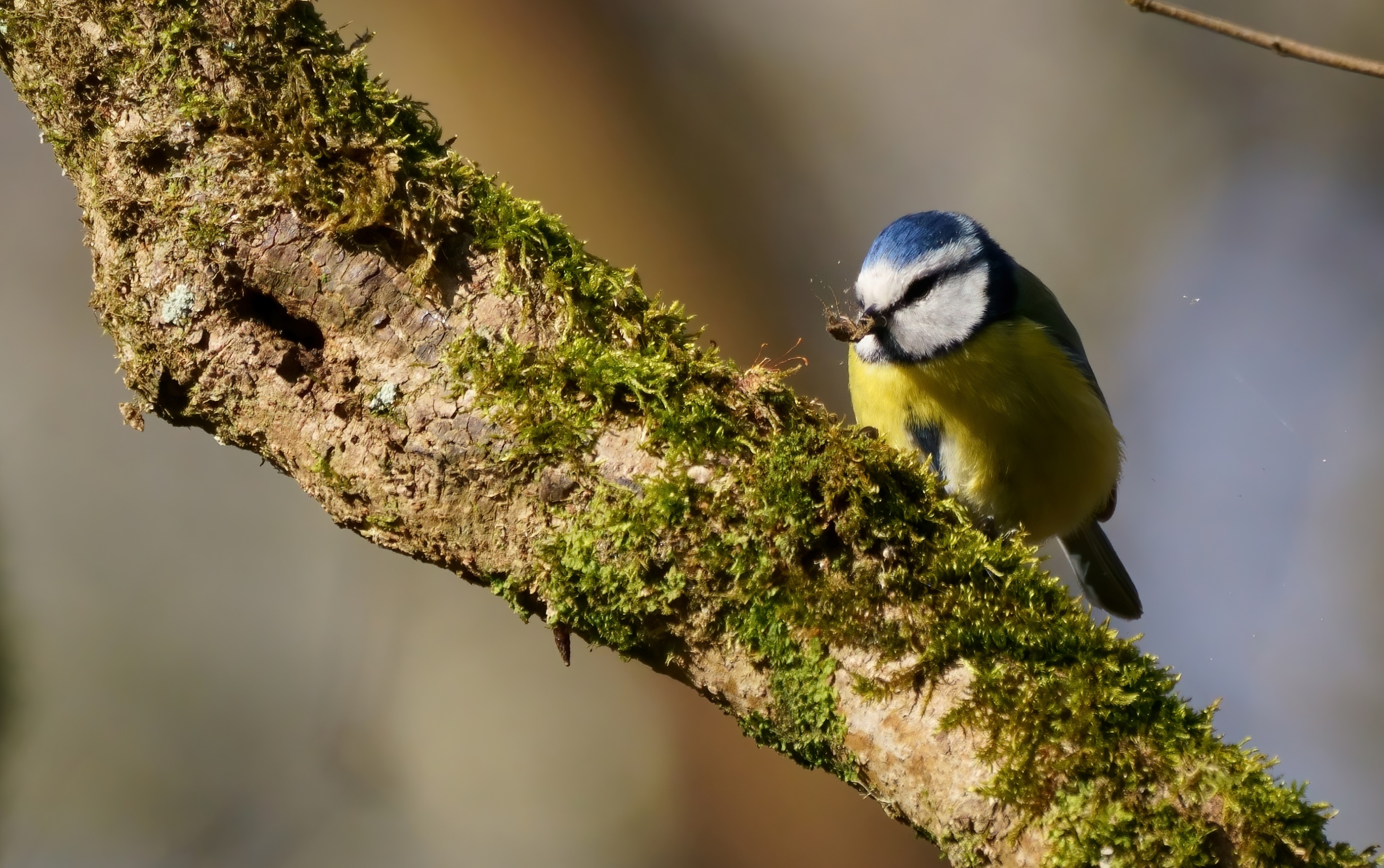 mésange_bleue_Pally_26Fev2021_ar2.jpg