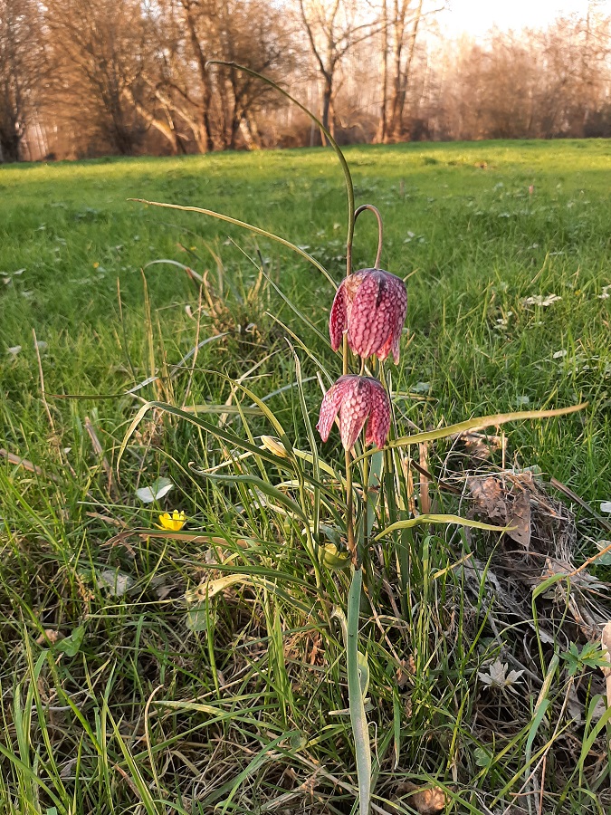 fritillaire 28 02 2021.jpg