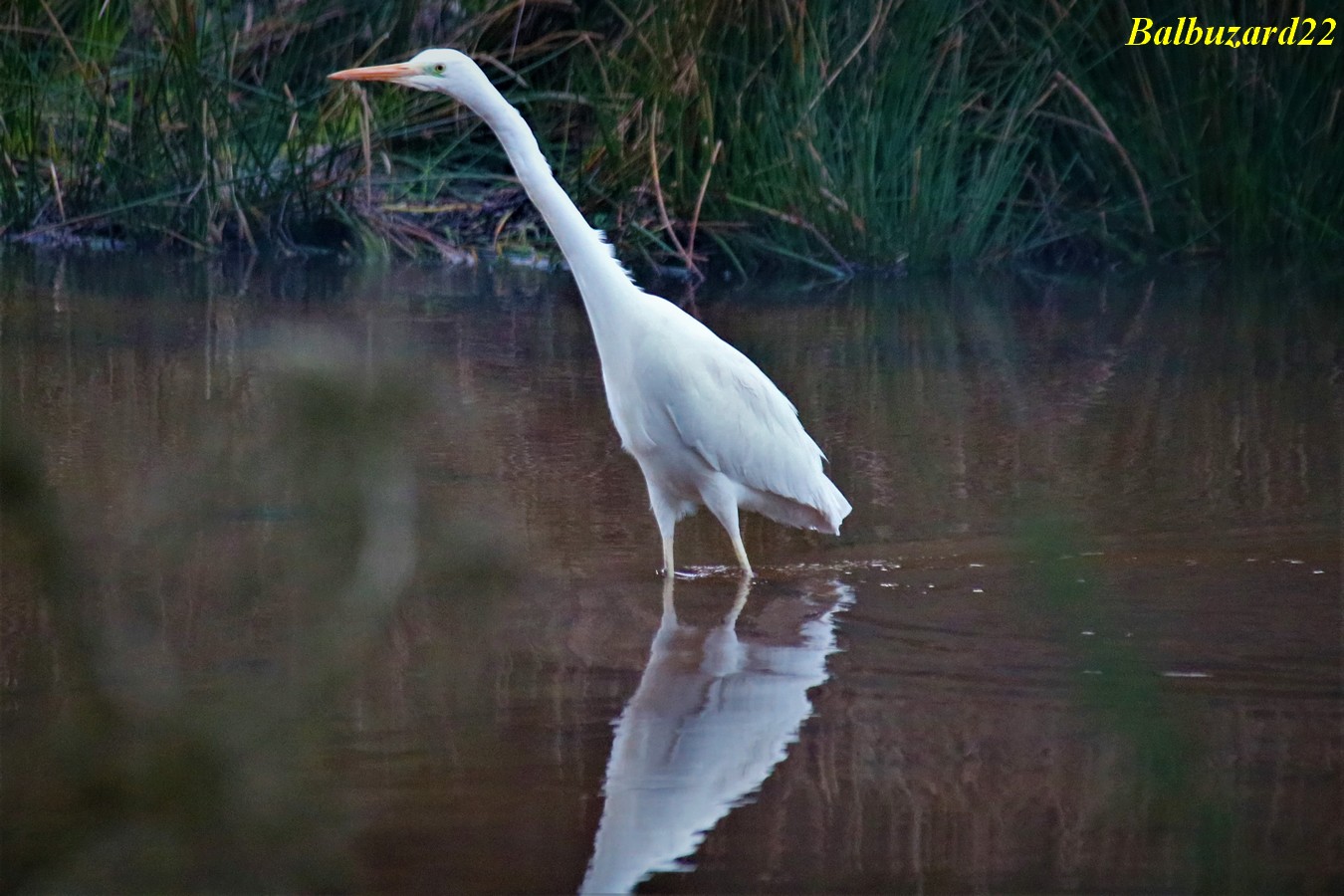 Grande Aigrette (3) - Copie.jpg