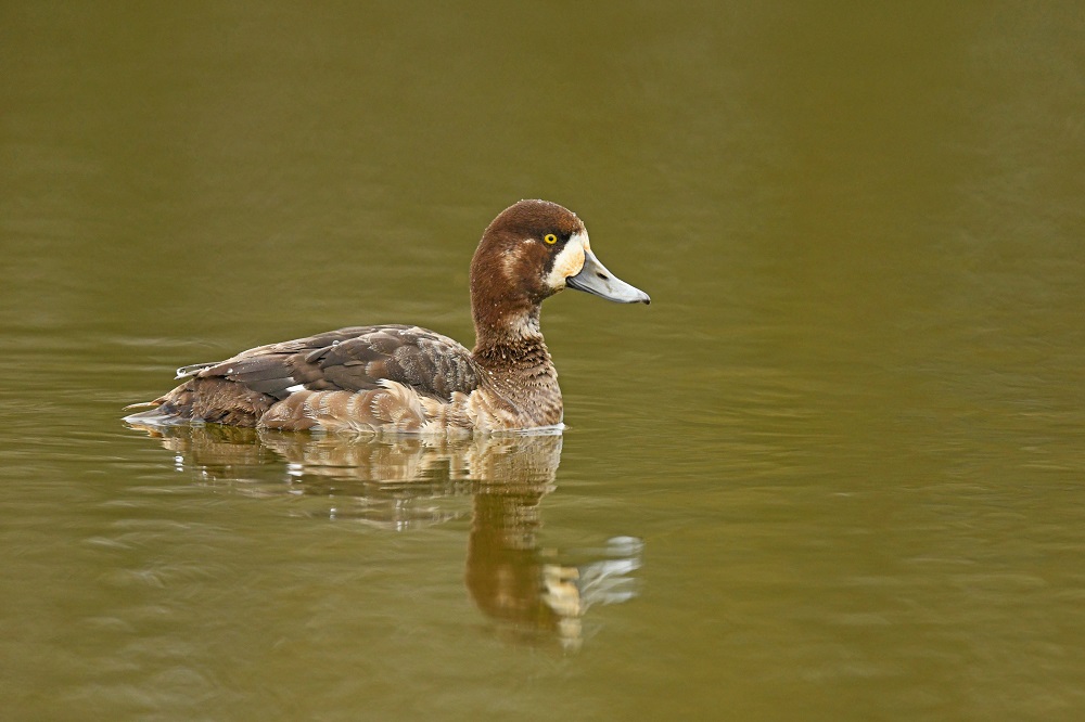 _DSC1297 - Copie.jpg