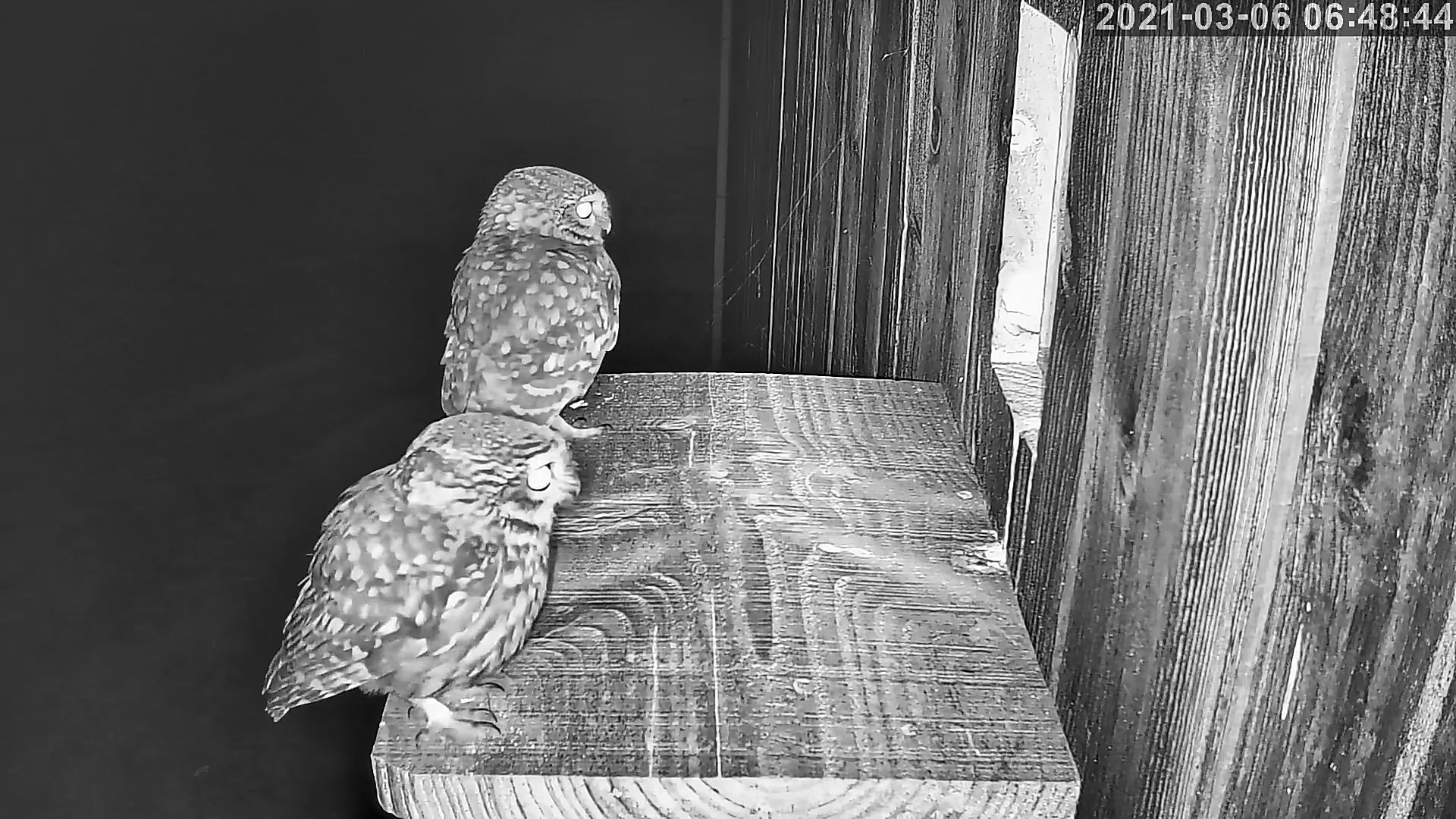 chevêches 06 03 2021.jpg