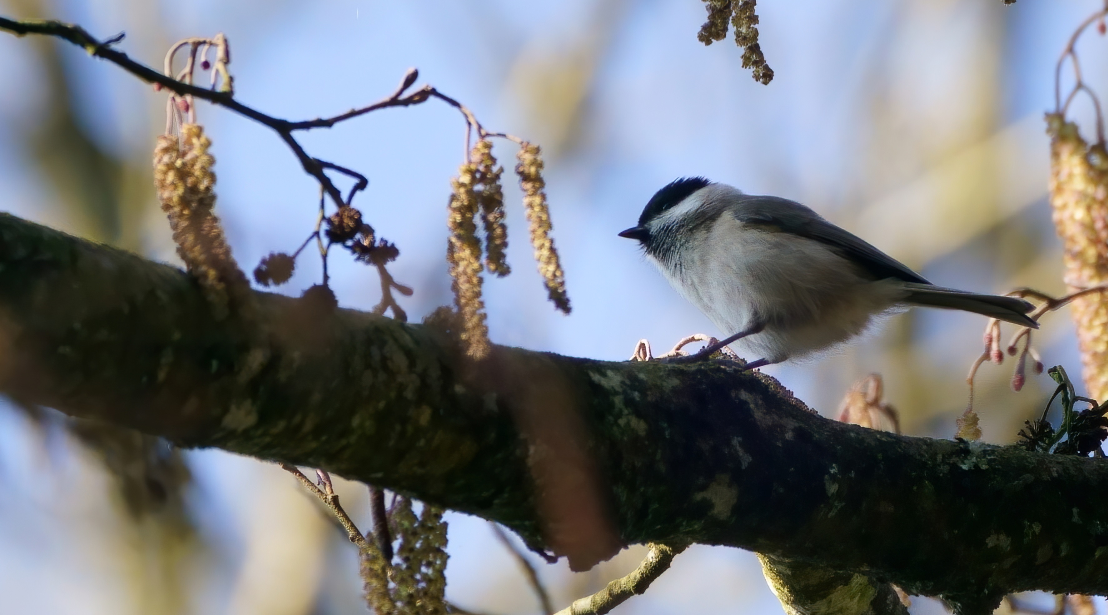 mésange_nonnette_Chenillac_6Mars2021_2.jpg