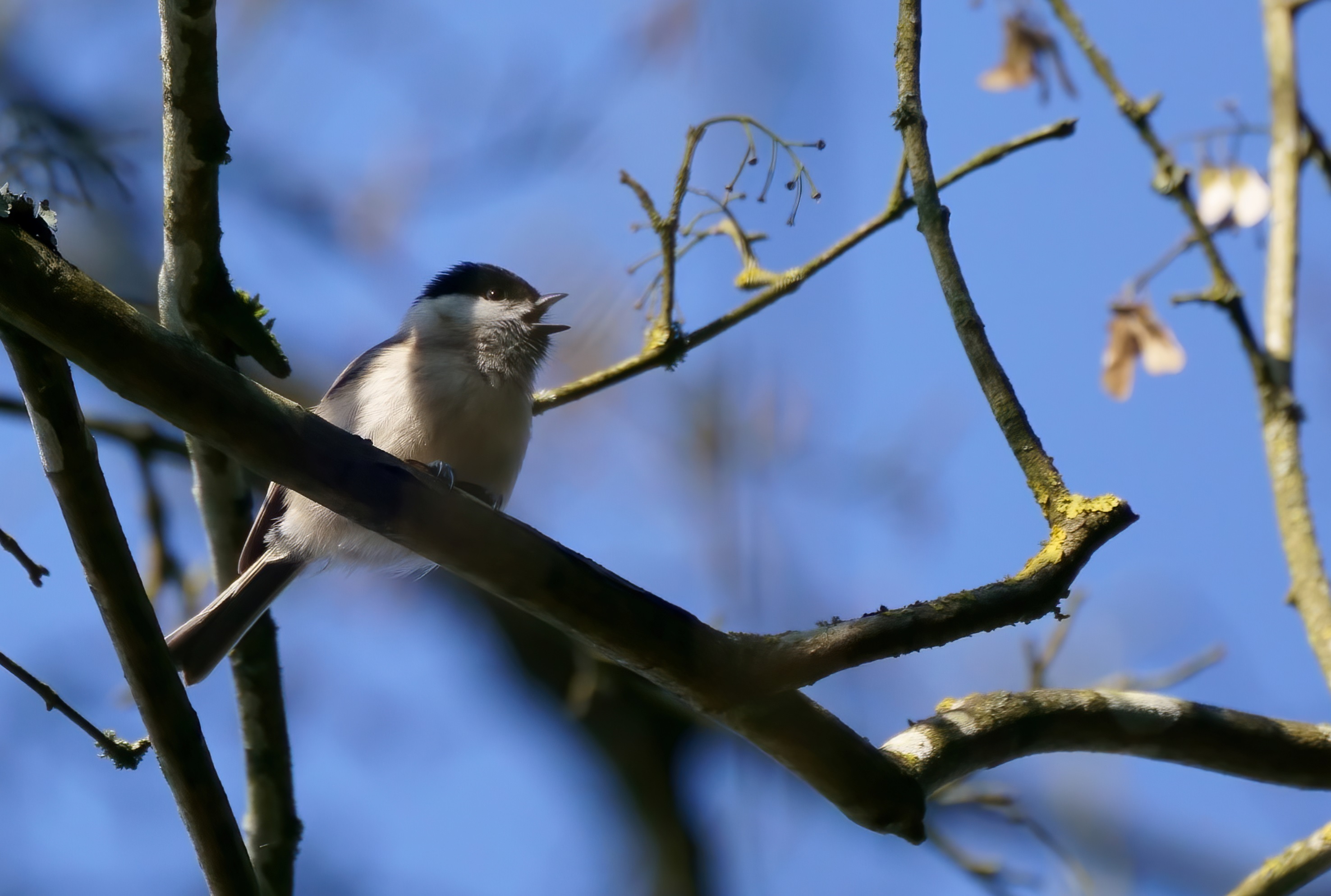 mésange_nonnette_Chenillac_6Mars2021.jpg