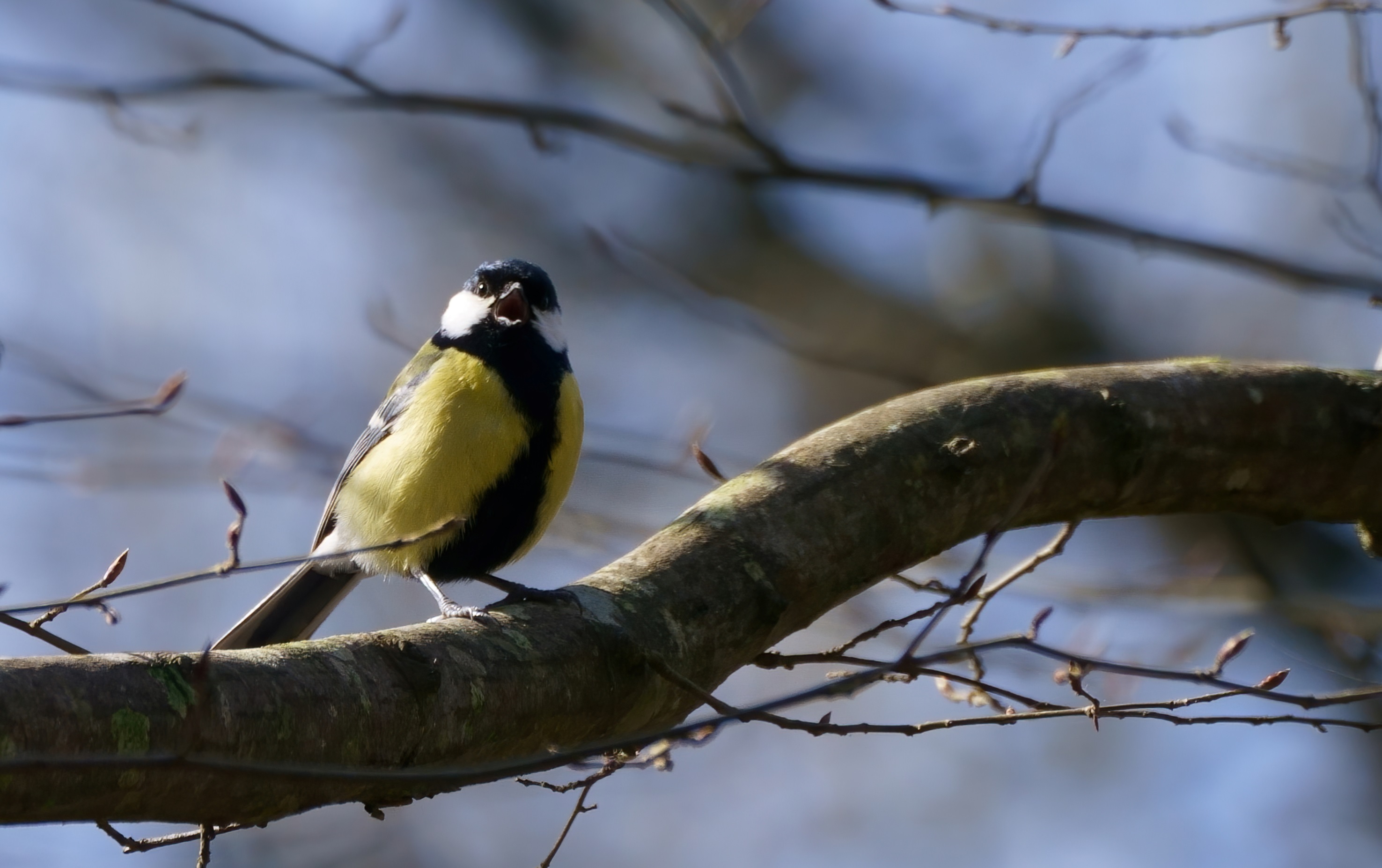 mésange_charbonnière_crie_Pally_1Mars2021.jpg