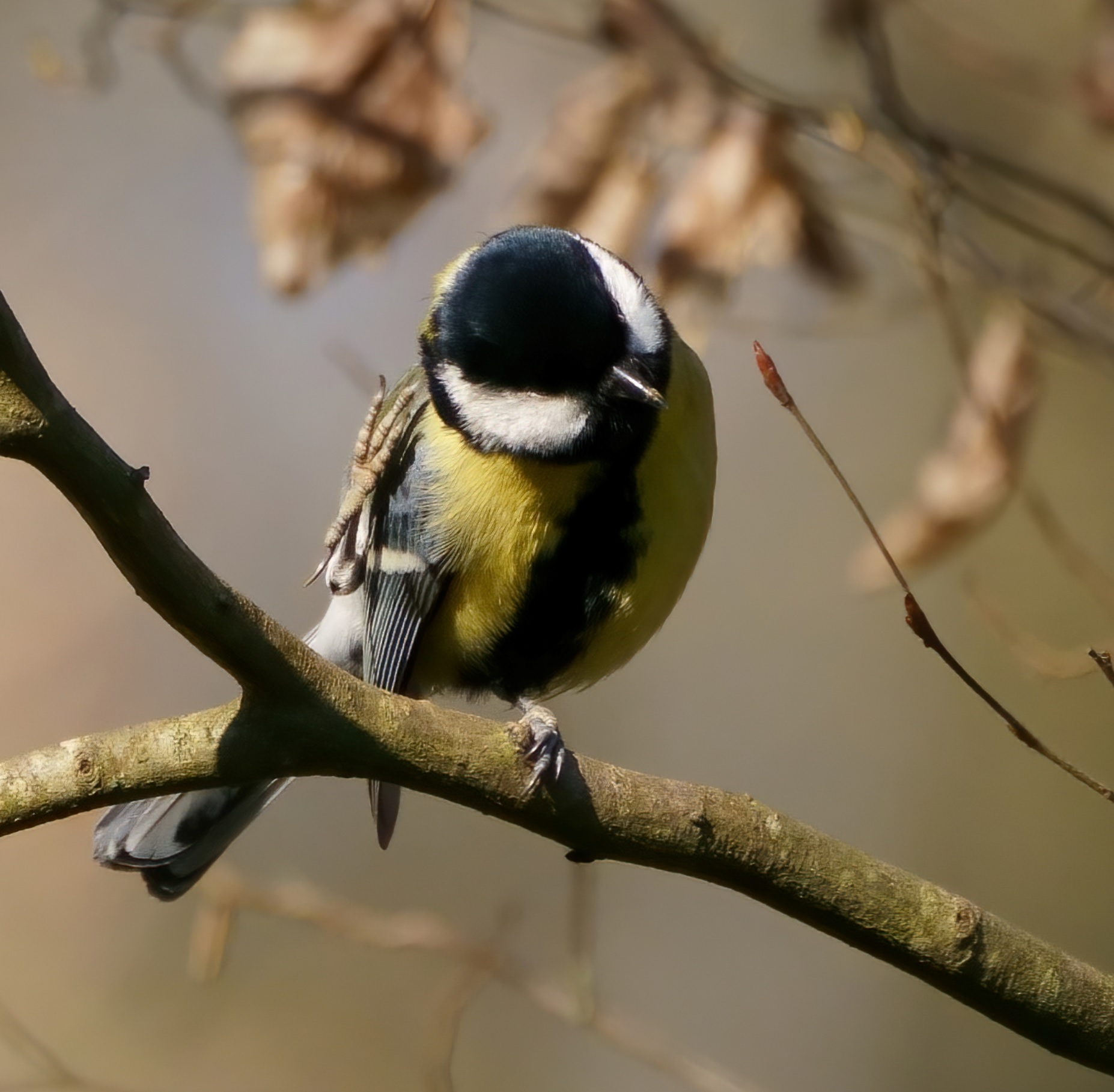 mésange_charbonnière_Pally_12Mars2021.jpg