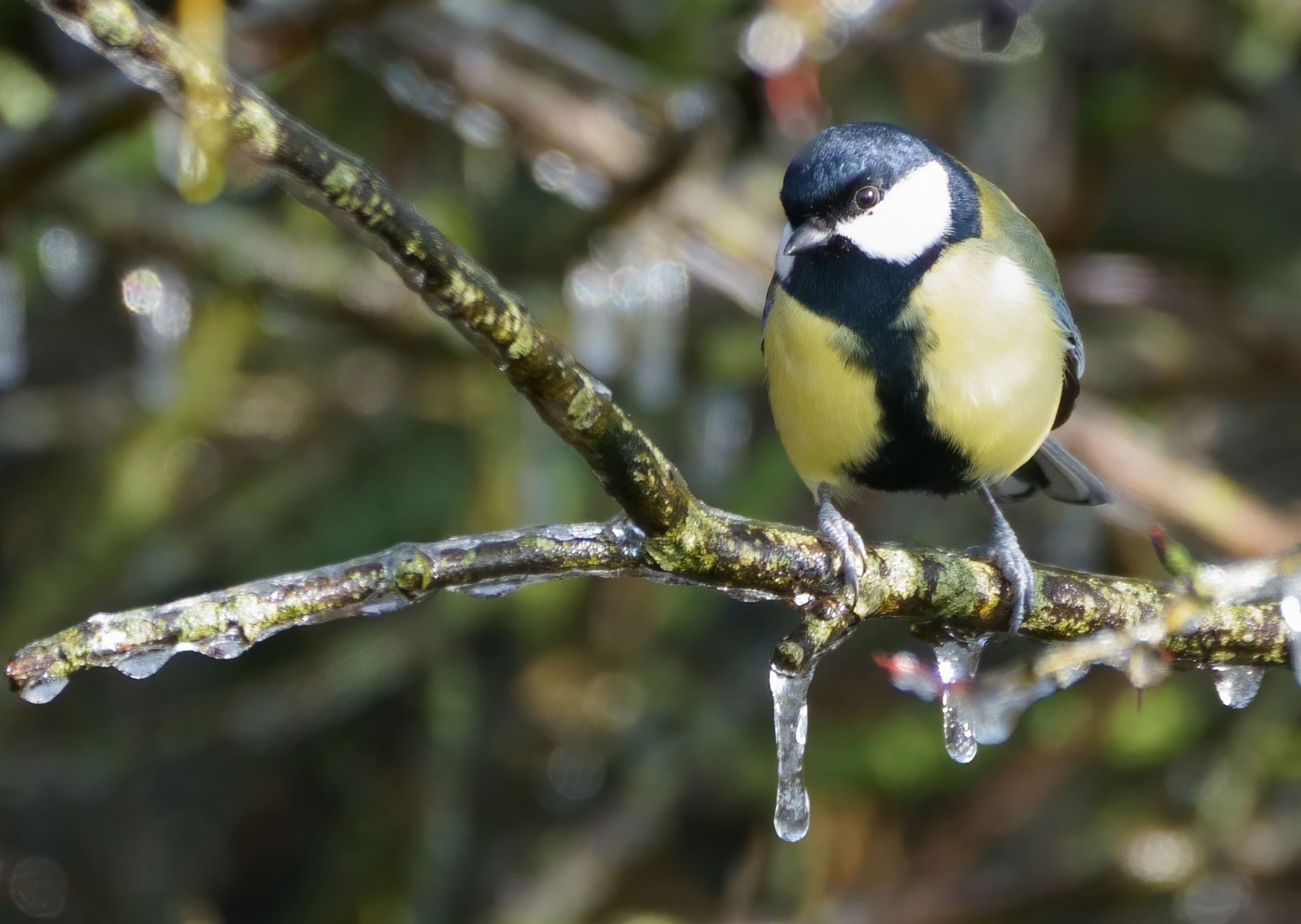 mésange_charbonnière_gel_Pally_12Fev2021.jpg