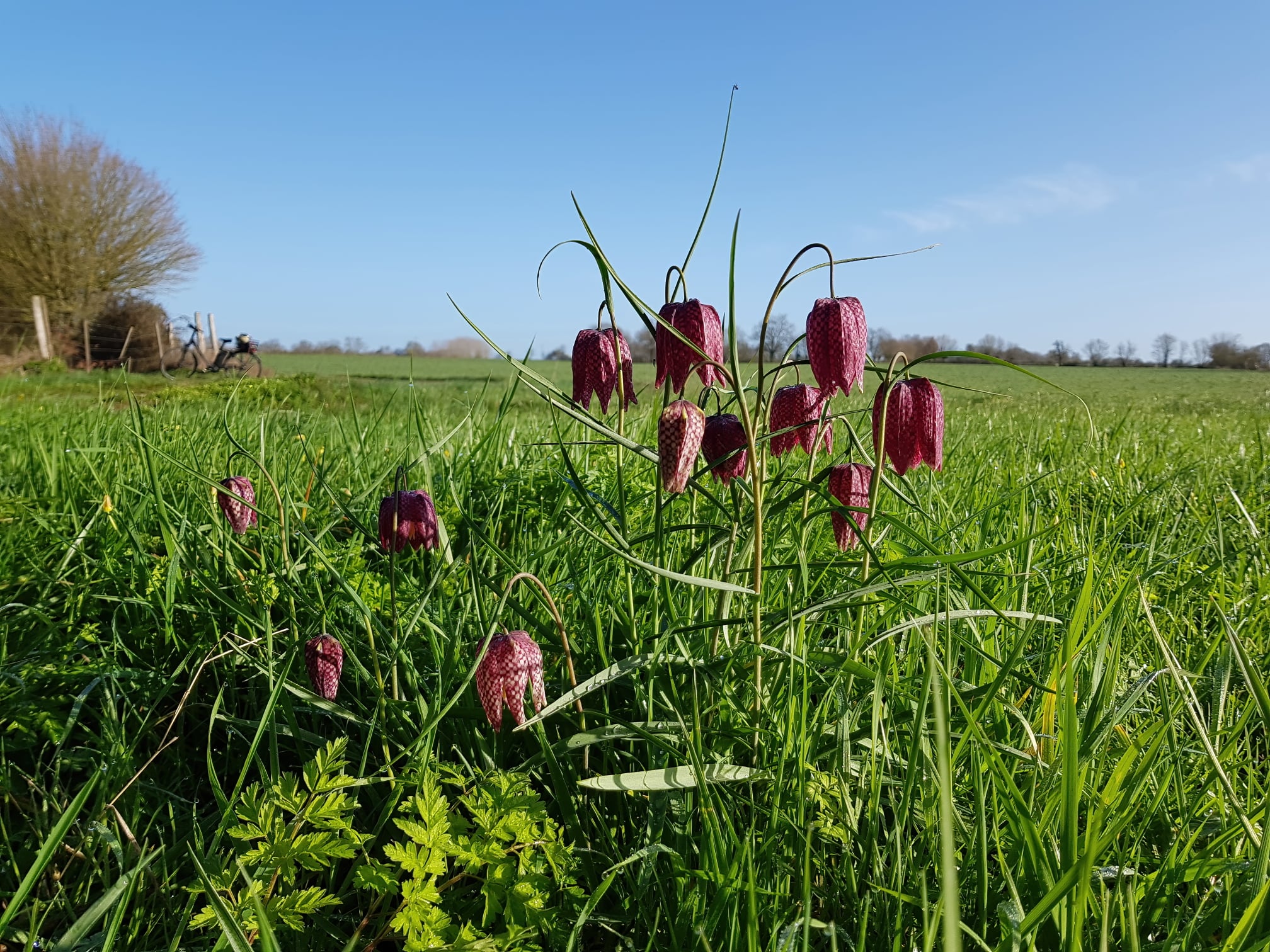 fritillaire_Chantonnay_14Mars2021.jpg