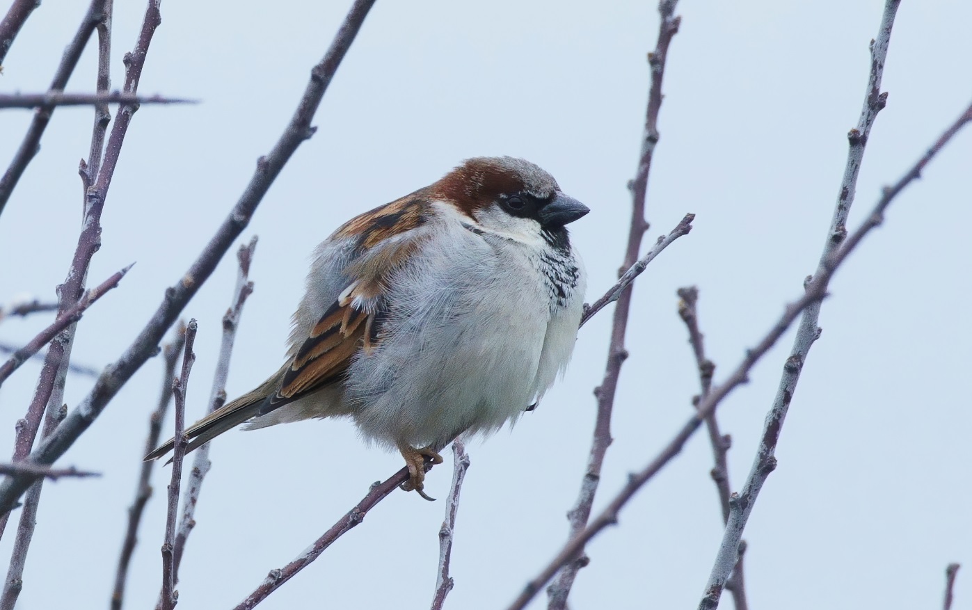 moineau_domestique_Bretagne_21Mars2021.jpg