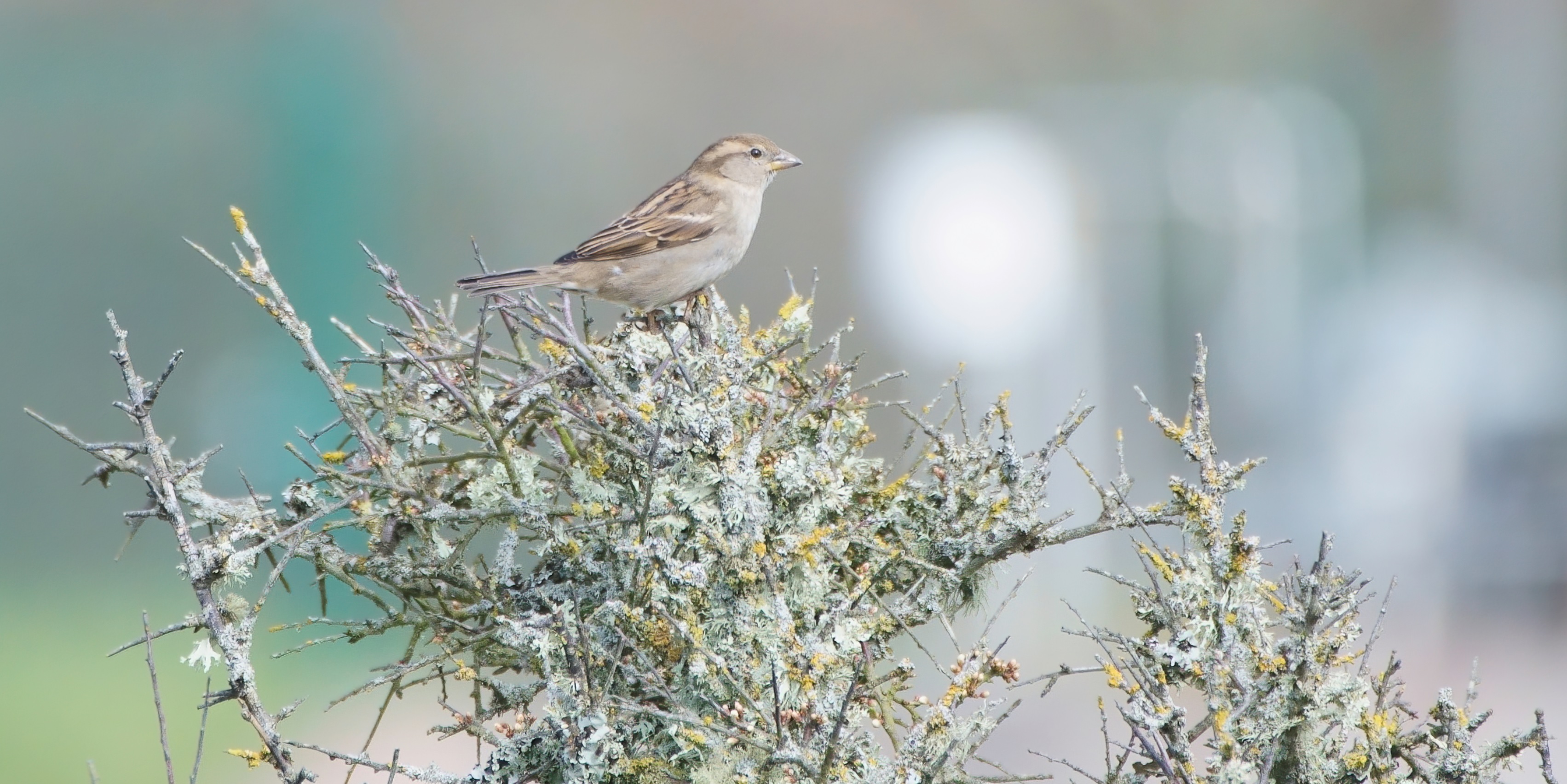 moineau_bretagne_23Mars2021.jpg