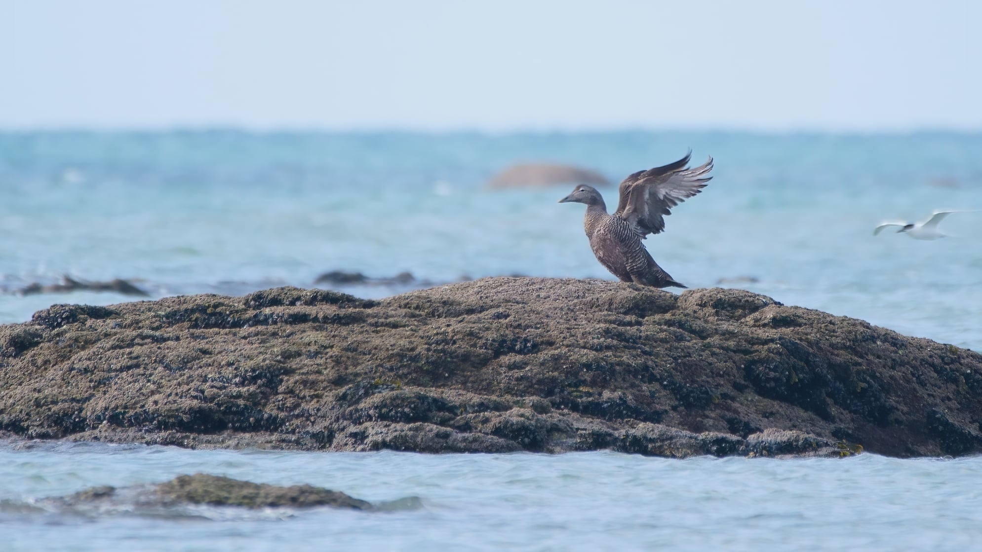 eider_à_duvet_Bretagne-mars2021_FB.jpg