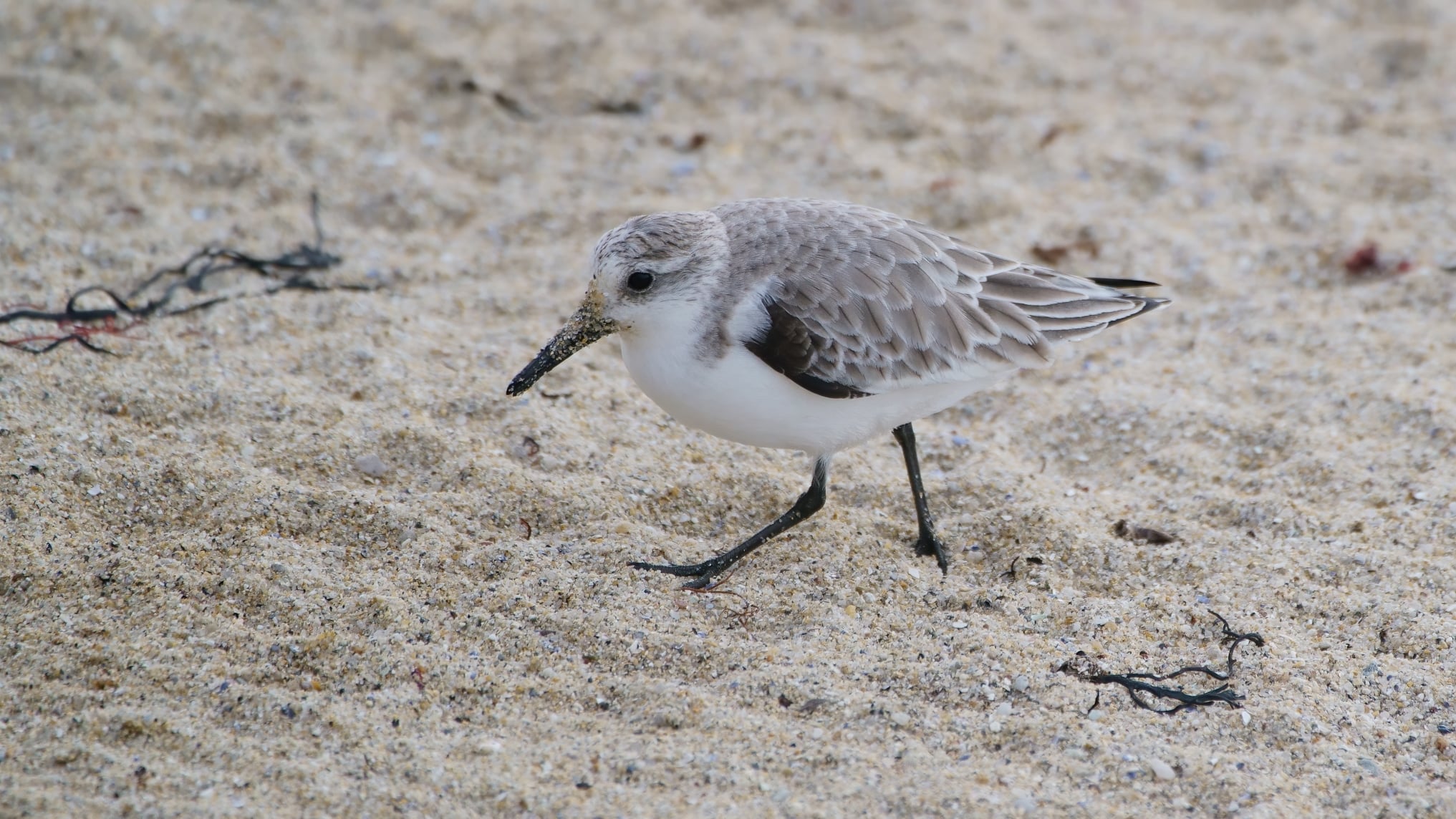 bécasseau_sanderling_Bretagne-mars2021_FB.jpg