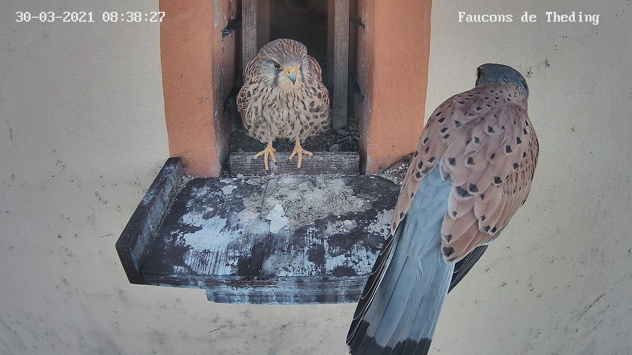 faucon-couple-de-retour