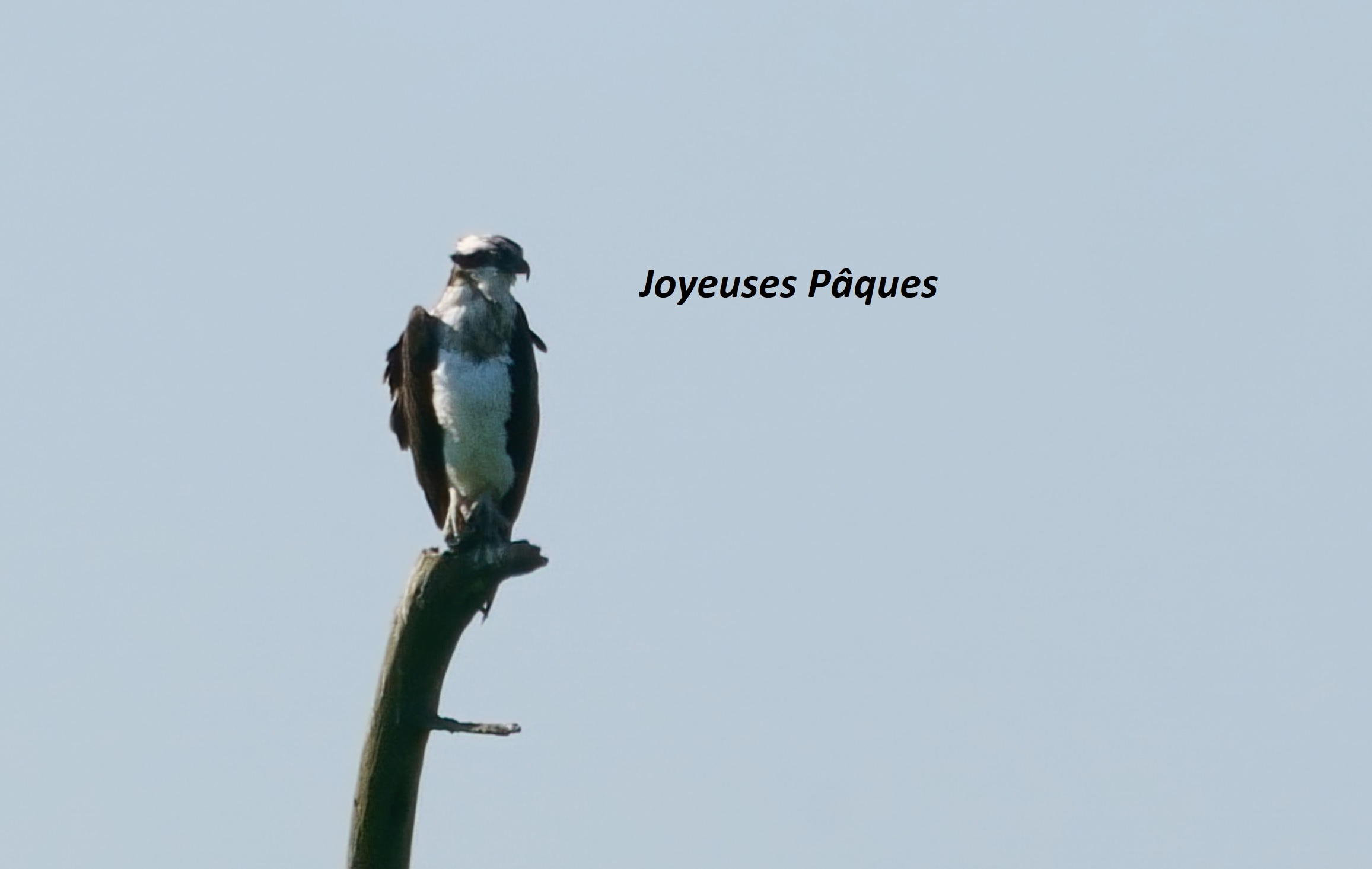 joyeuses_paques2021.jpg