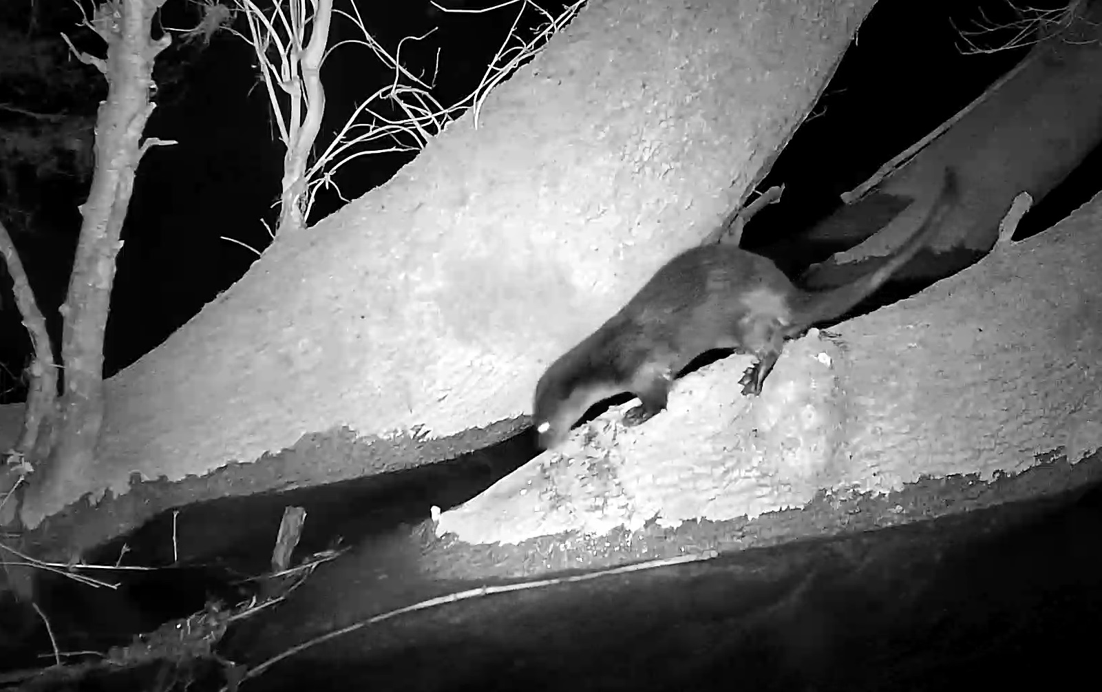 loutre R.jpg