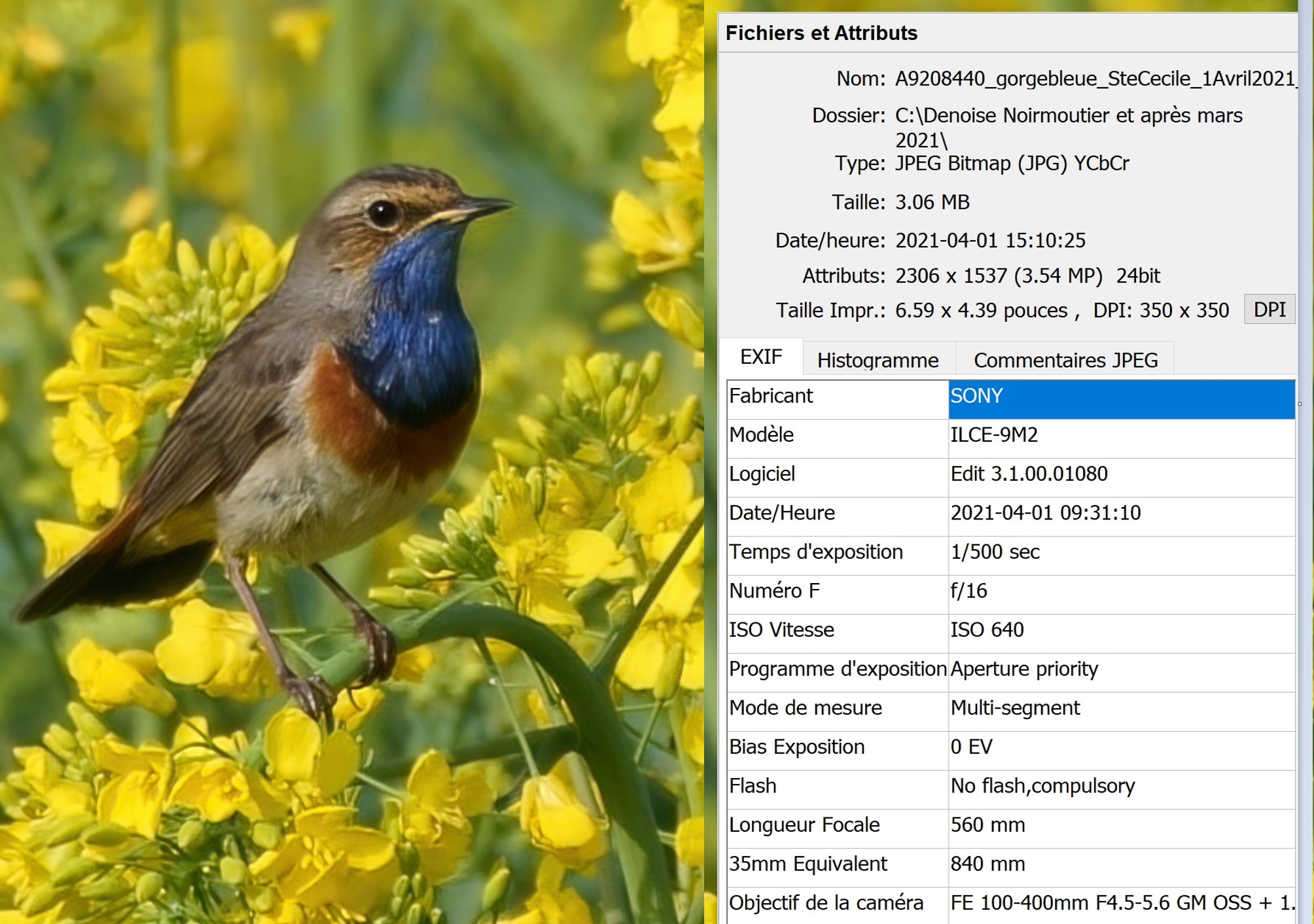 gorgebleue_FB_EXIF_light.jpg