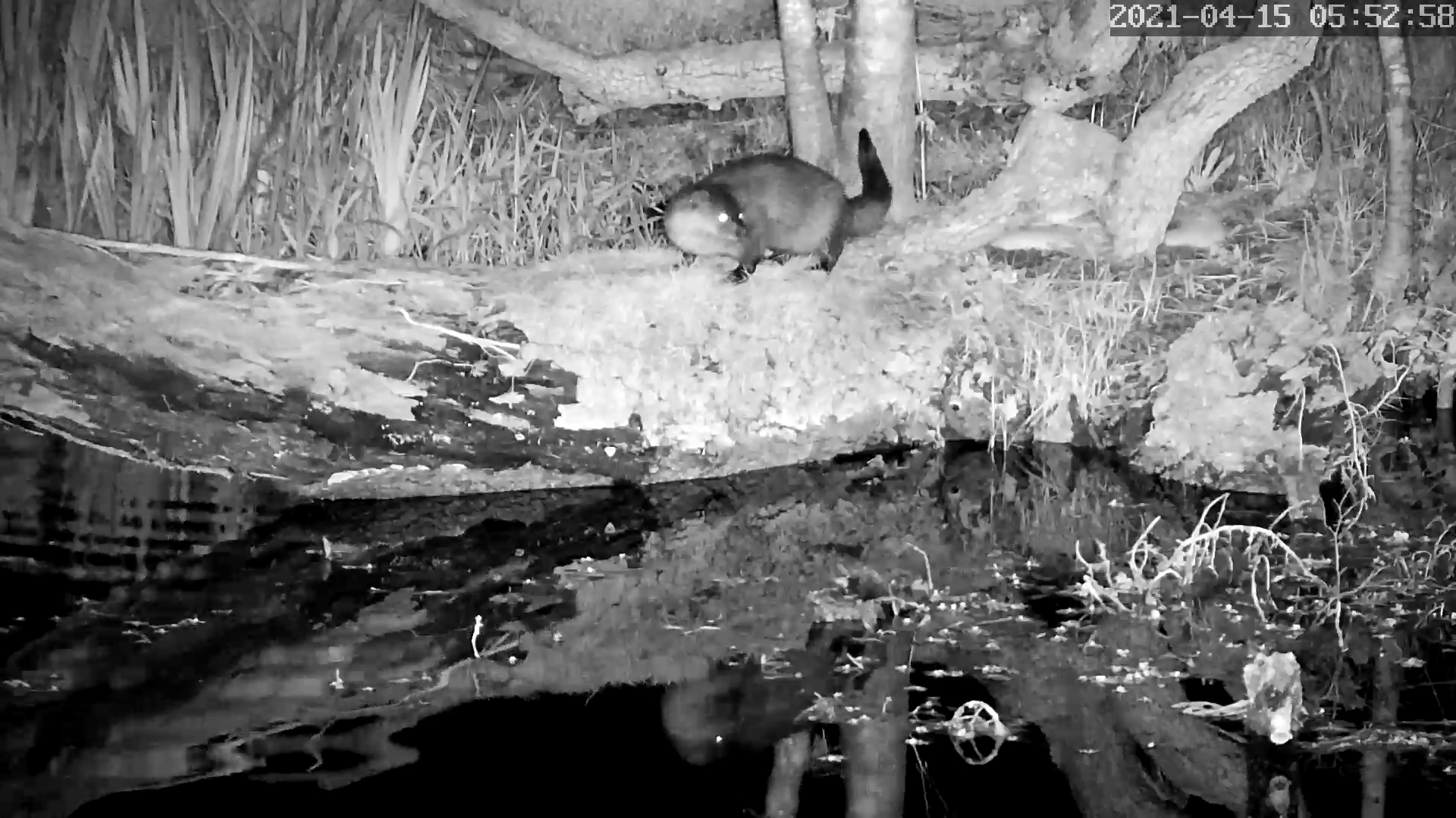 loutre 15 04 2021.jpg