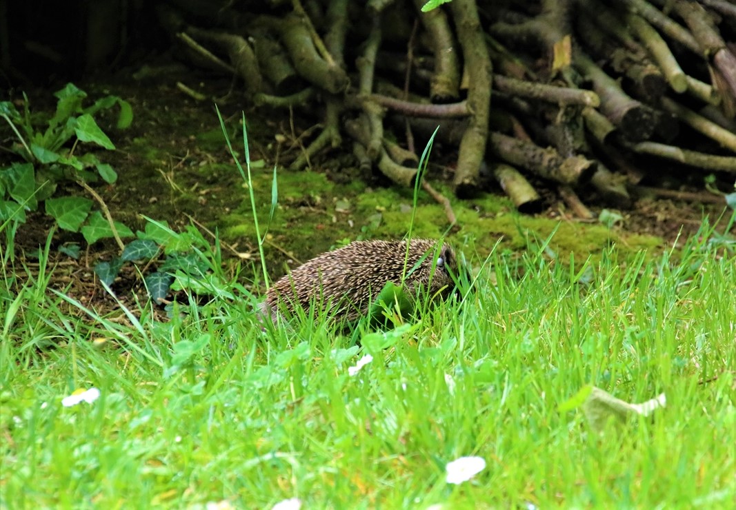Jeune hérisson jardin Dimanche 03 Mai 2020.JPG
