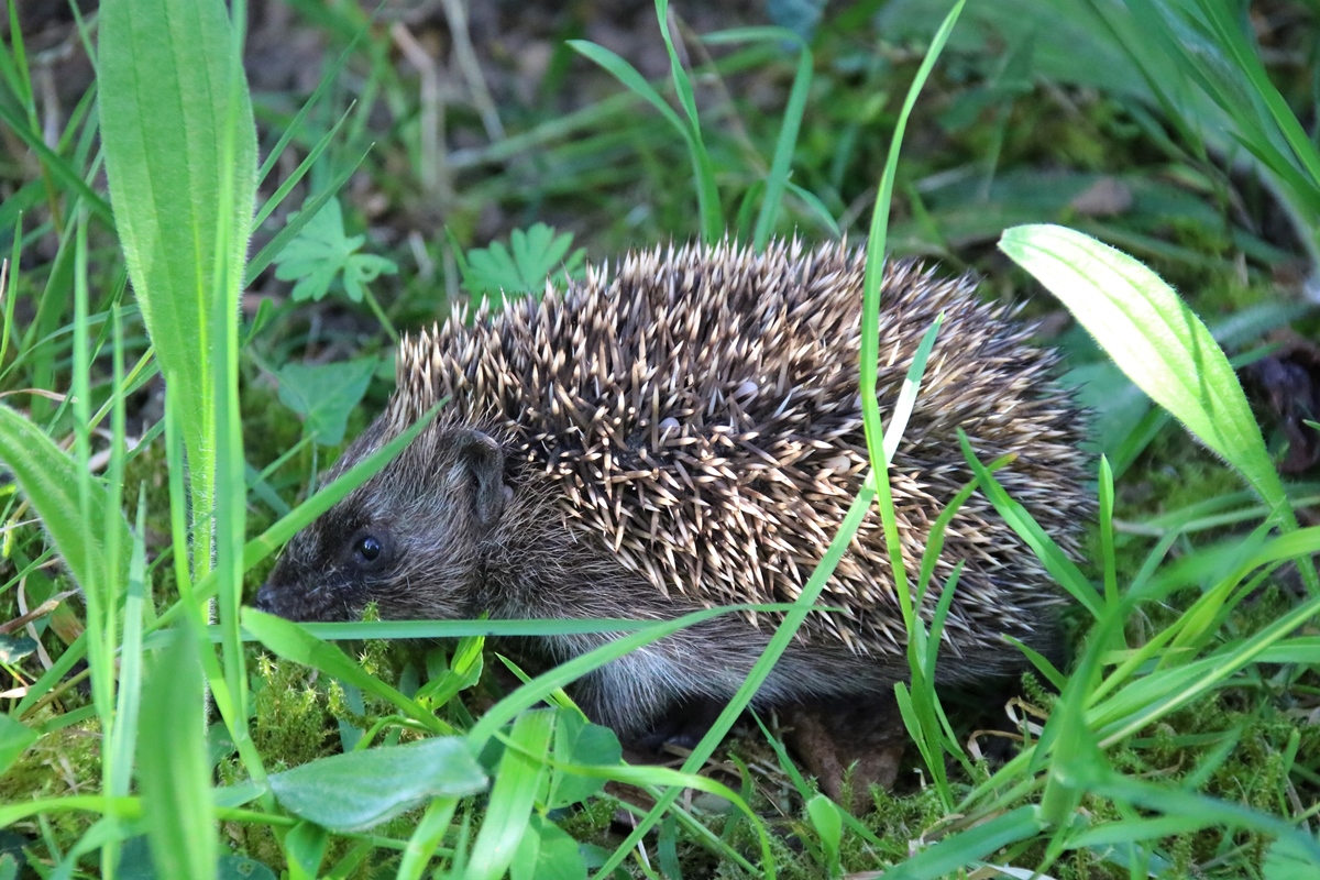 Portée de jeunes Hérissons 17 Avril 2020 jardin (1).JPG