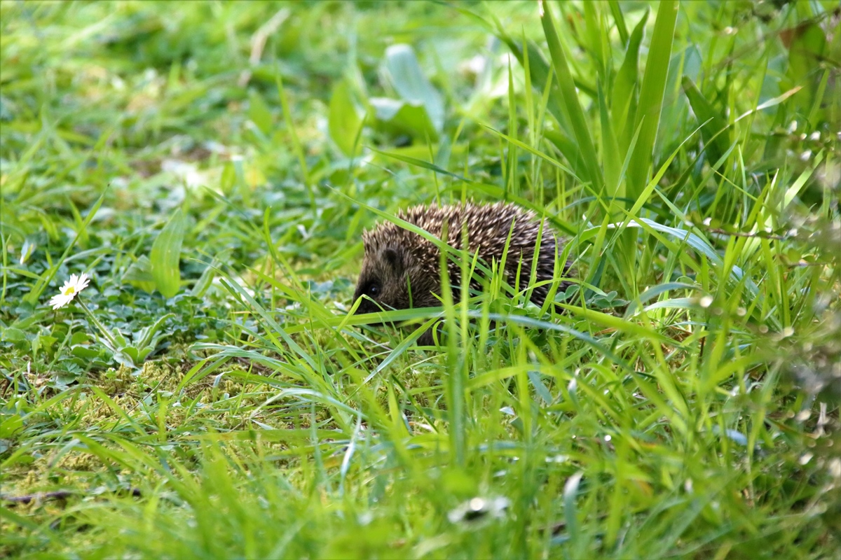 Portée de jeunes Hérissons 17 Avril 2020 jardin (4).JPG