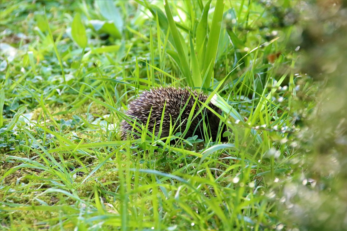 Portée de jeunes Hérissons 17 Avril 2020 jardin (5).JPG