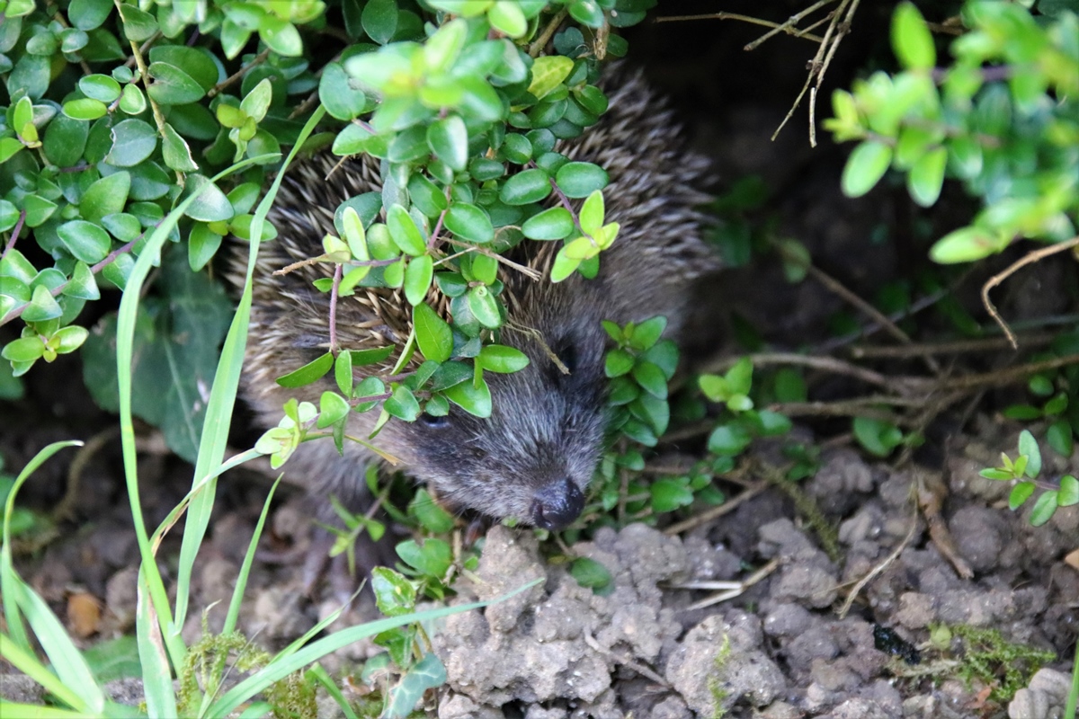 Portée de jeunes Hérissons 17 Avril 2020 jardin (6).JPG