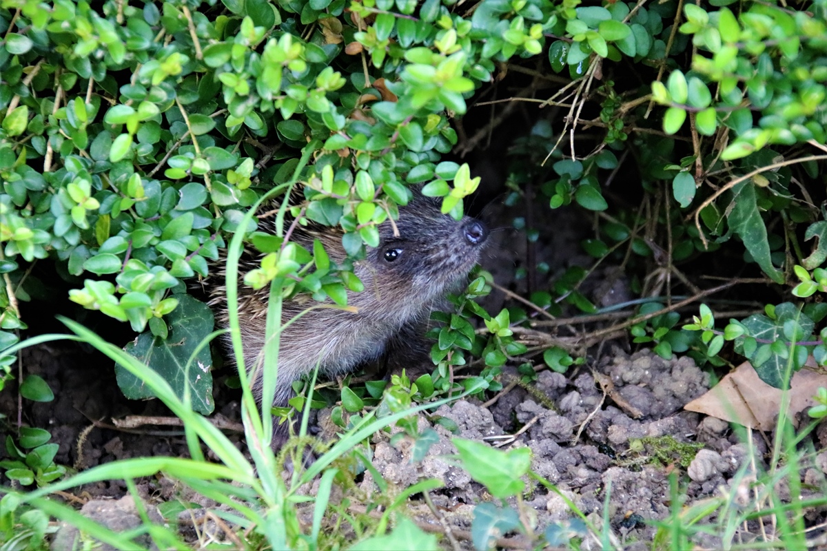 Portée de jeunes Hérissons 17 Avril 2020 jardin (7).JPG