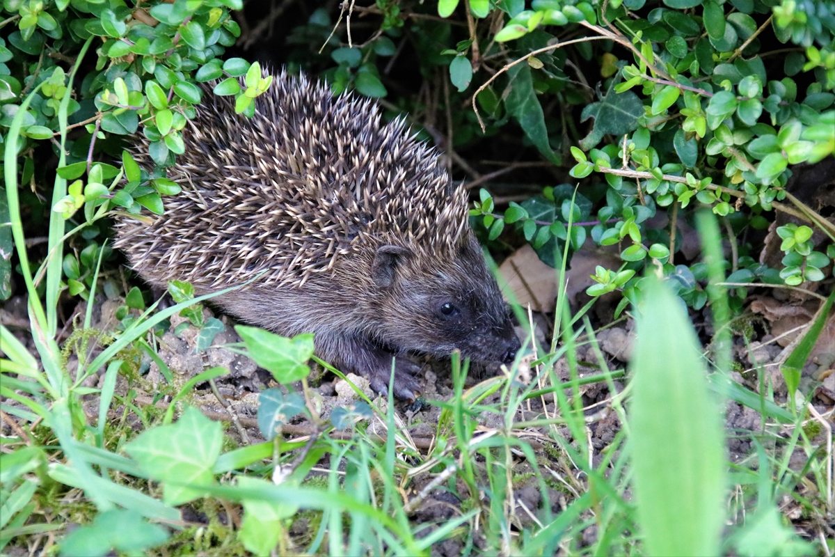 Portée de jeunes Hérissons 17 Avril 2020 jardin (8).JPG