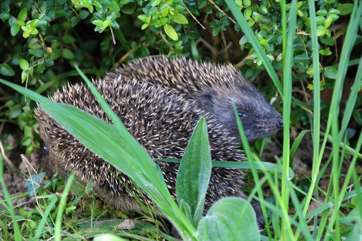 Portée de jeunes Hérissons 17 Avril 2020 jardin (9).JPG