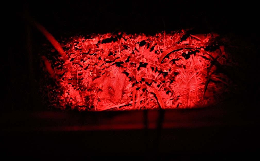 Jeune hérisson jardin 7 Mai 2020.JPG