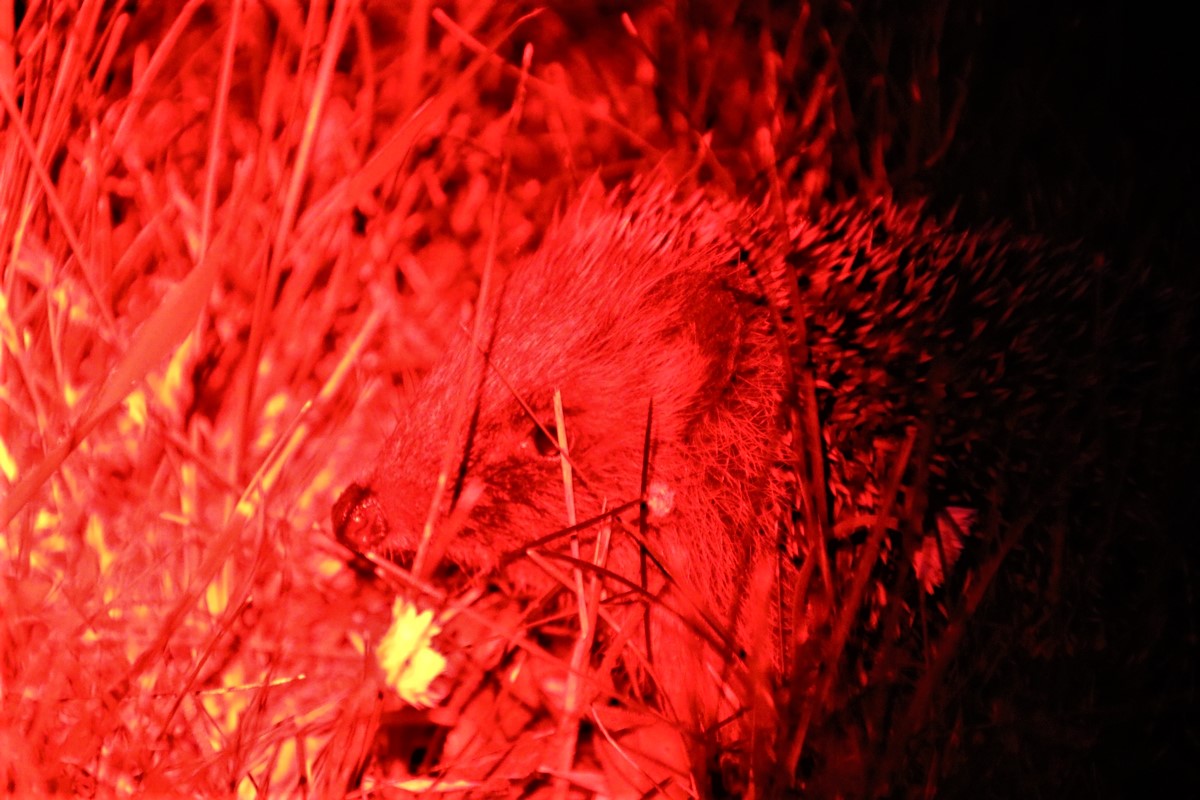 Jeune hérisson jardin 7 mai 2020 (2).JPG