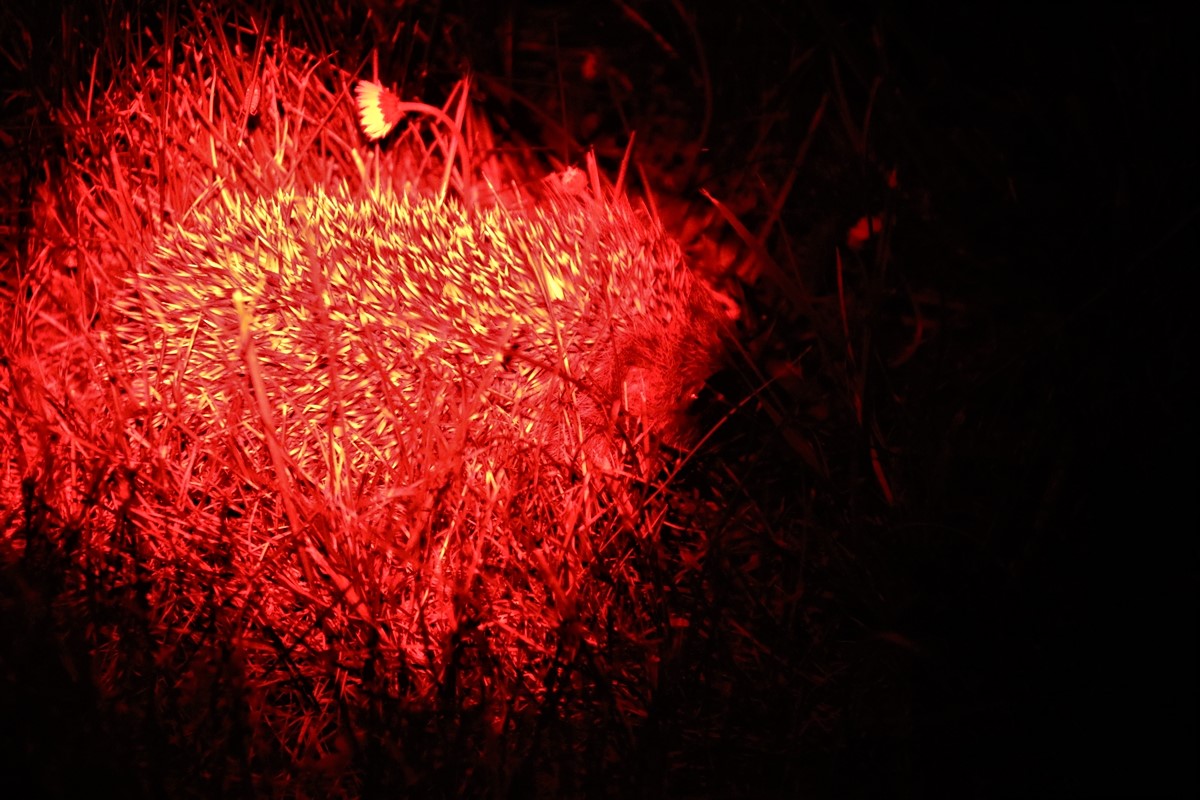 Jeune hérisson jardin 7 mai 2020 (1).JPG