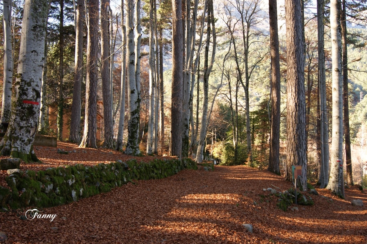 Vizzavona Foret signée-min.jpg