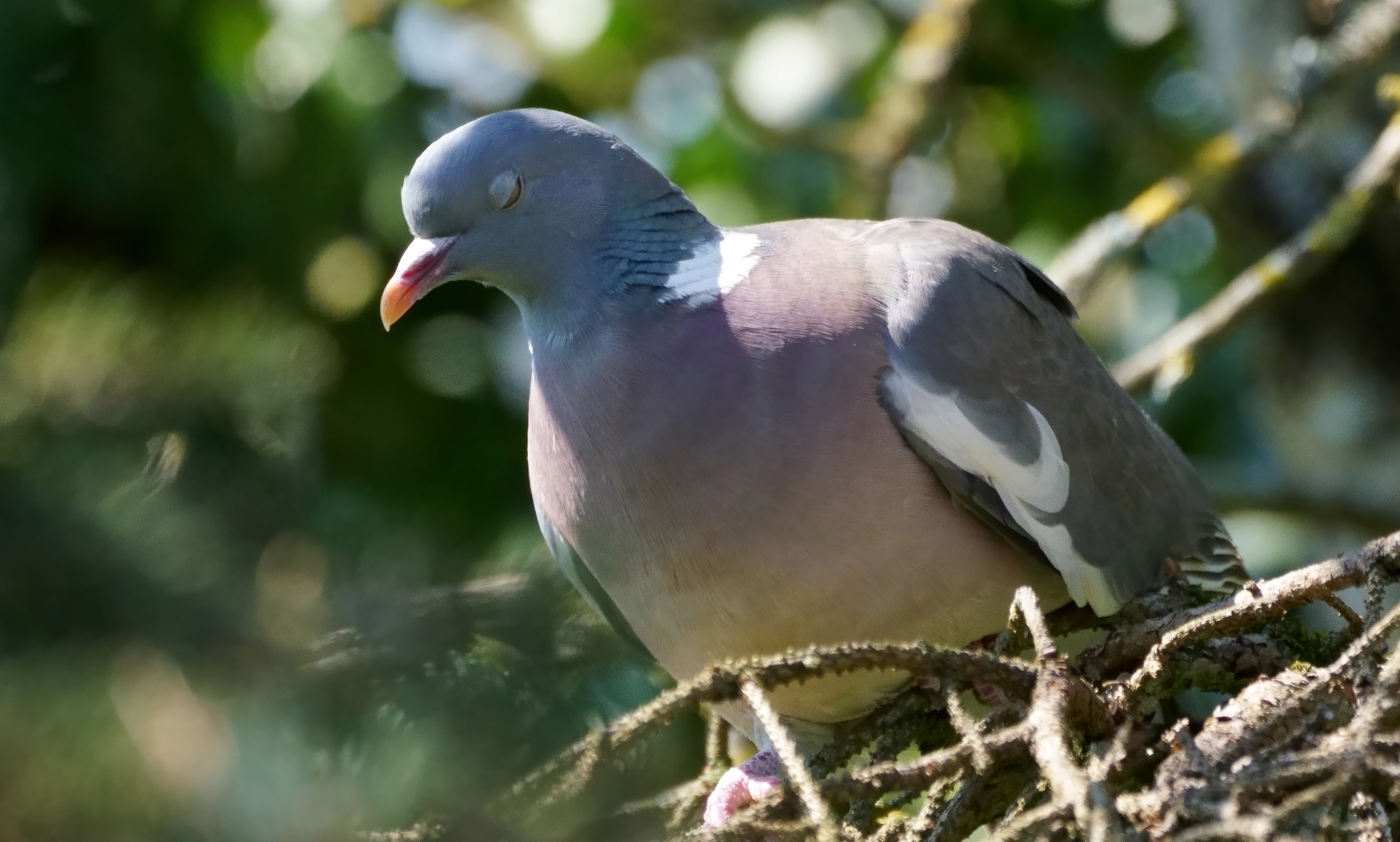pigeon_ramier_15Avril2021.jpg