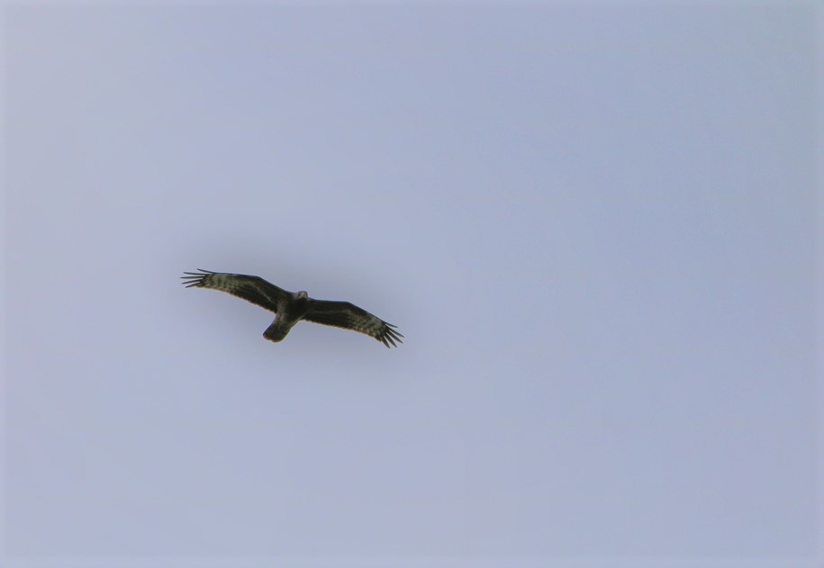 Buse variable estuaire Samedi 5 Septembre 2020.JPG