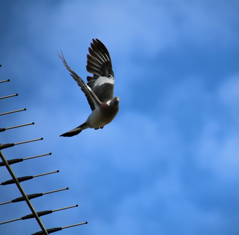 Ramier s'envolant 17 Avril 2020 -.JPG