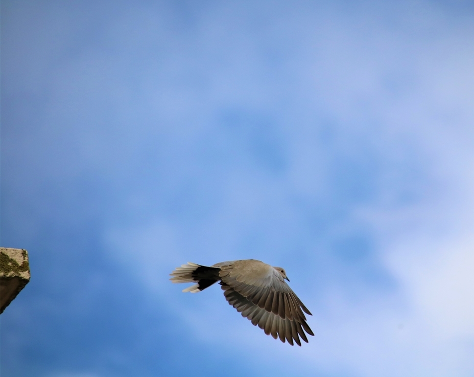 Tourterelle s'envolant 17 Avril 2020.JPG