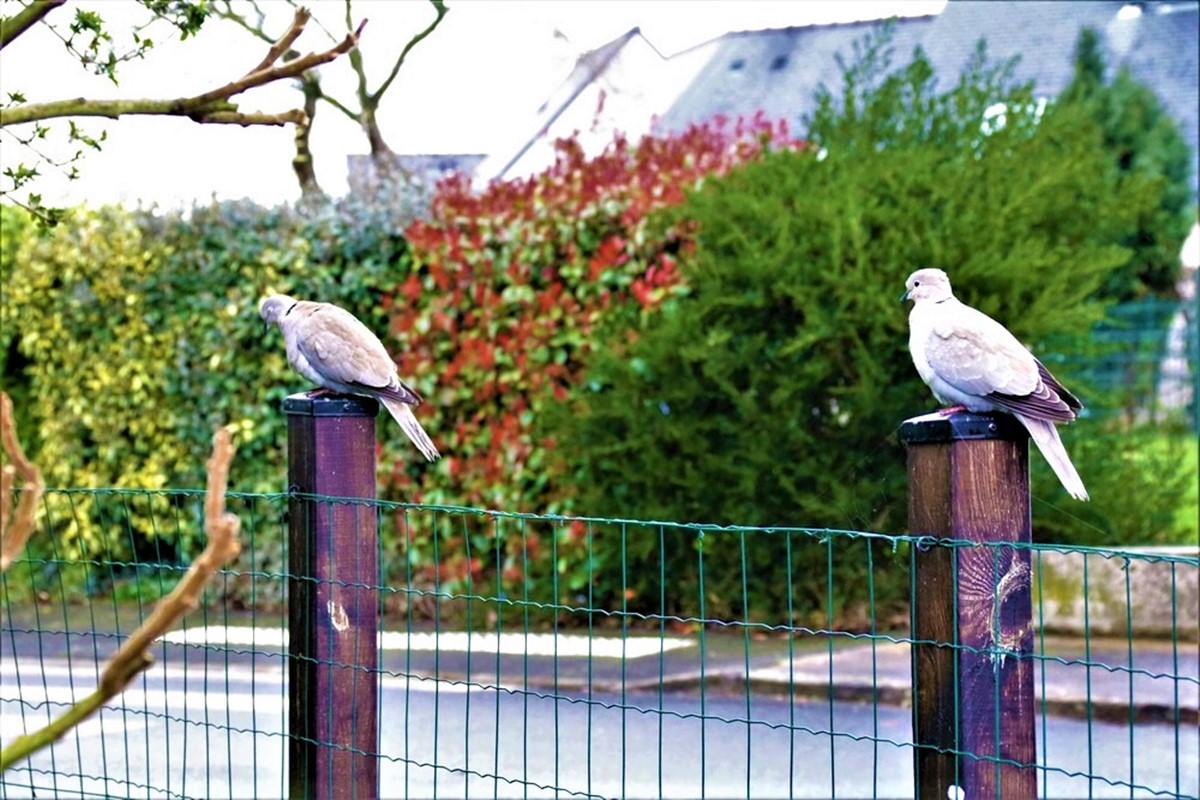 Tourterelles Turques 5 Mars 2020.JPG