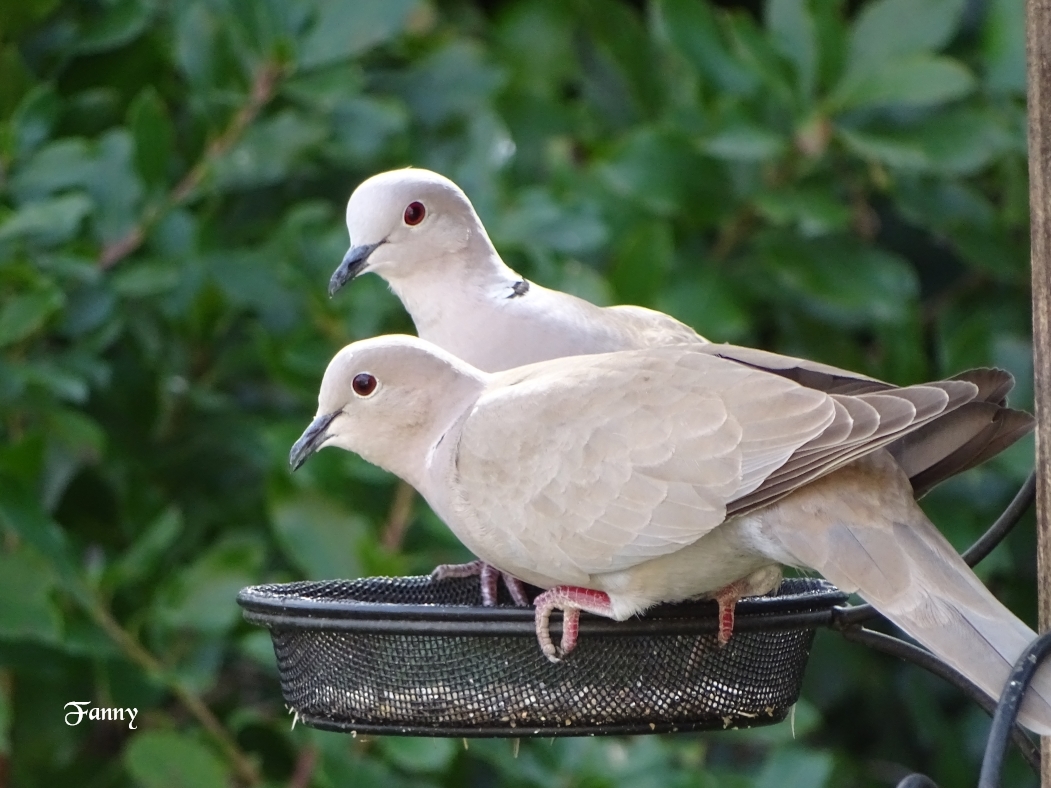 Fanny-Tourterelle Turque.jpg